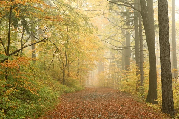 Φθινόπωρο δάσος σε ένα ομιχλώδες πρωί — Φωτογραφία Αρχείου