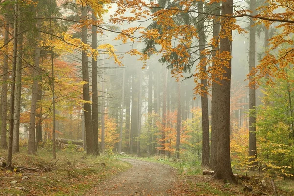 Autumn forest on a misty morning — Stock Photo, Image