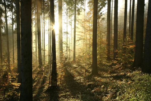 Forêt de conifères d'automne — Photo