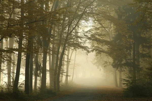 Bosque otoñal en una mañana brumosa — Foto de Stock