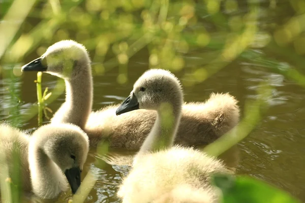 Cisnes jovens — Fotografia de Stock