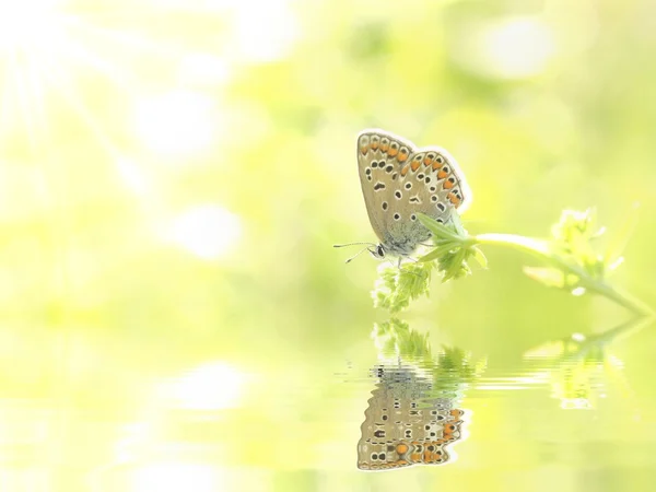Pillangó közelsége — Stock Fotó