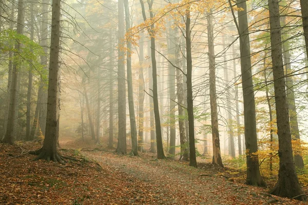 Pfad im nebligen Herbstwald — Stockfoto