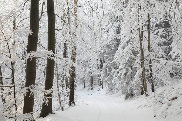 Bosque de invierno Imagen De Stock