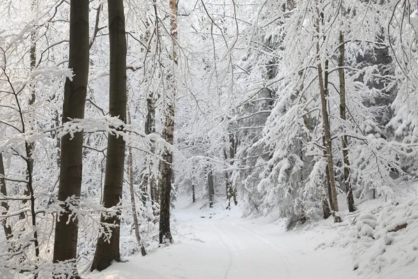 Bosque de invierno Imagen de stock