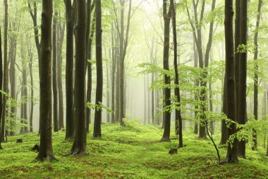 Spring beech forest in the fog clipart