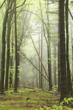 Bahar orman sis karışık