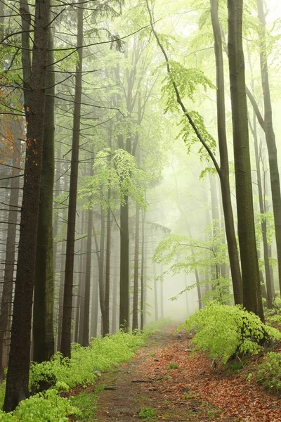 Spring forest in the fog — Stock Photo, Image