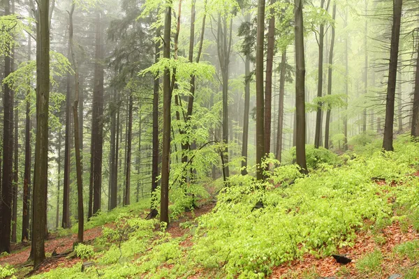 Floresta mista durante a chuva — Fotografia de Stock