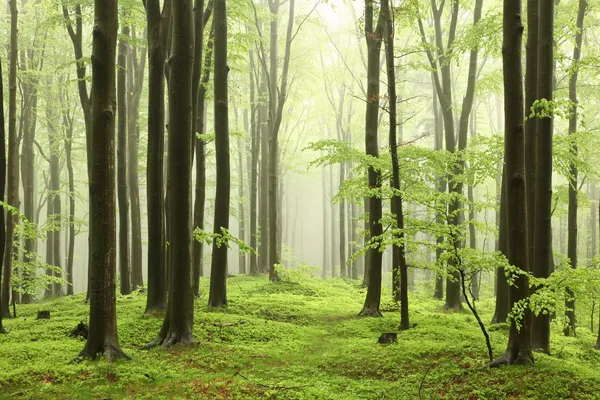 Voorjaarsbeukenbos in de mist — Stockfoto