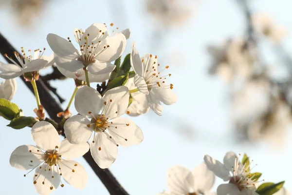 Fleurs blanches sur une branche d'arbre fruitier — Photo