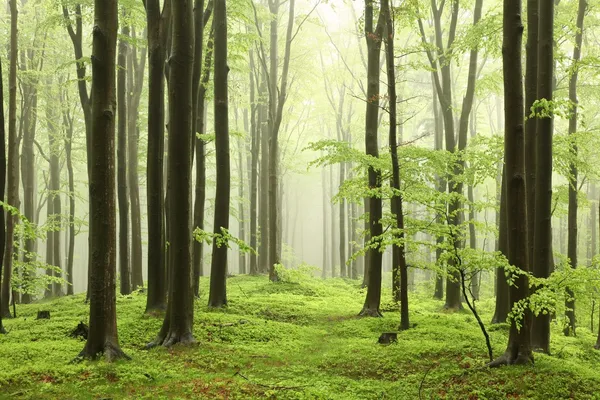Spring beech forest in the fog — Stock Photo, Image