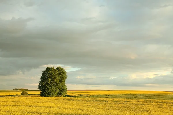 Countryside just after sunrise — Stock Photo, Image