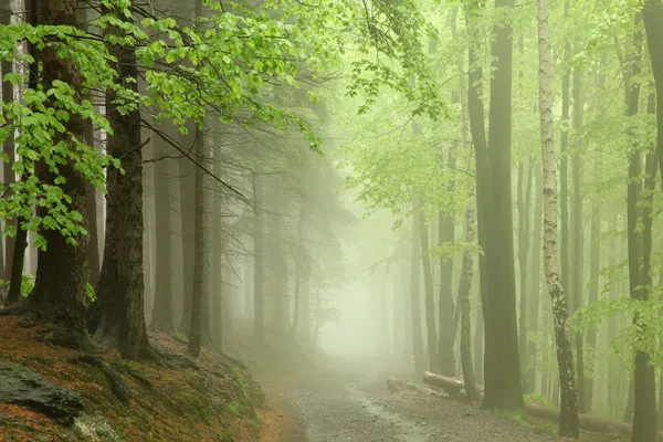 Väg genom tidig vår skog — Stockfoto