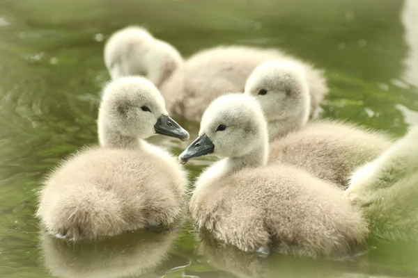 Cisnes jóvenes —  Fotos de Stock