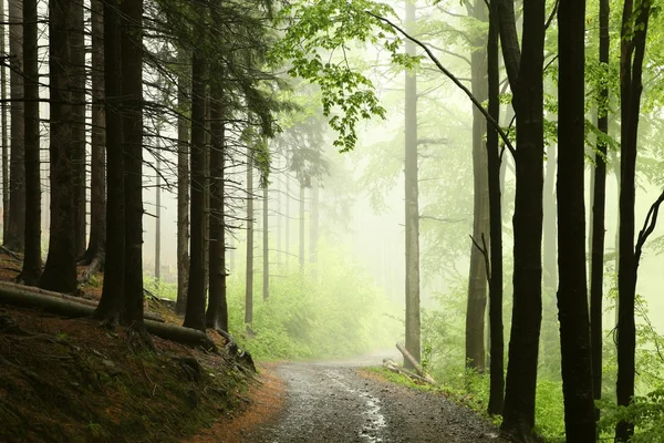 Pădurea maiestuoasă — Fotografie, imagine de stoc