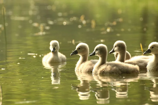 Cisnes jóvenes — Foto de Stock