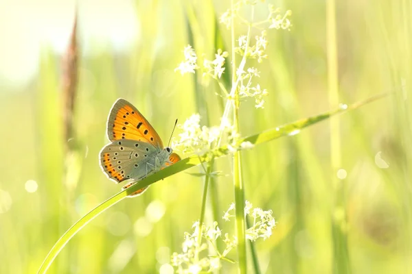 Farfalla — Foto Stock