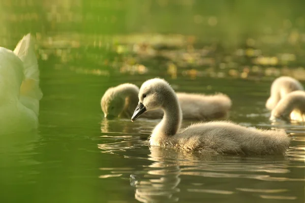 Young swans — Stock Photo, Image