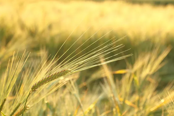 Fechar de uma orelha em um campo — Fotografia de Stock