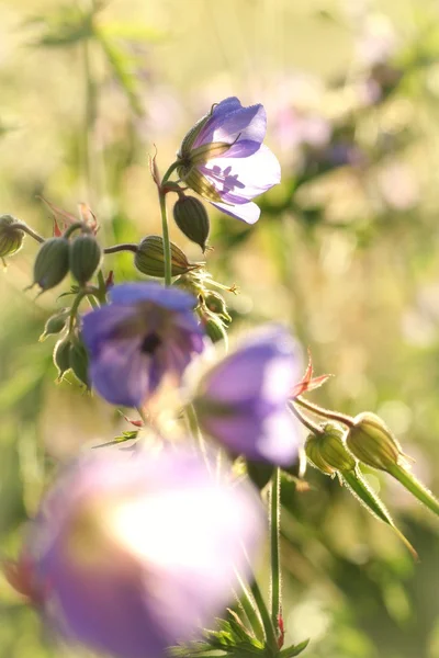 Geranium pratense — Stock Photo, Image