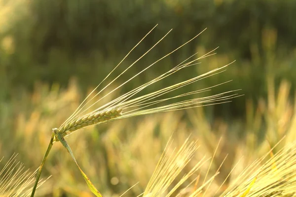 Ear of wheat — Stock Photo, Image