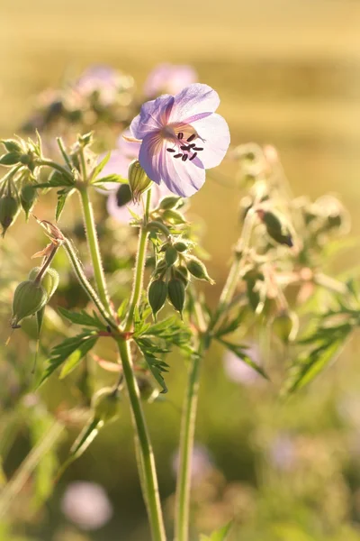 Geranium pratense — Stock Photo, Image