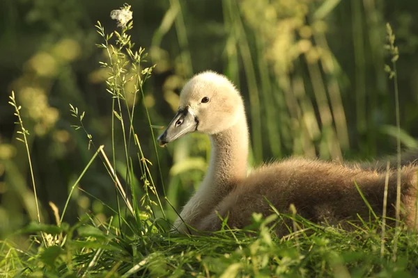 Cygnet — Stock Photo, Image