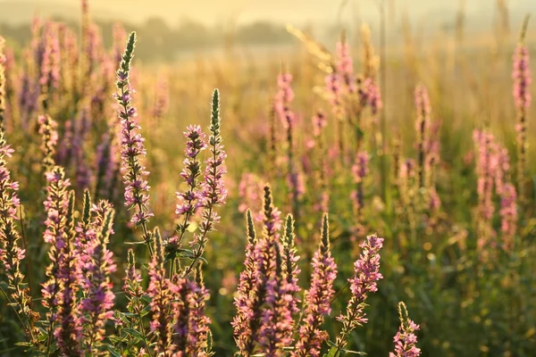 Loosestrife roxo — Fotografia de Stock