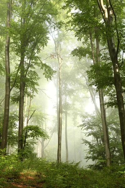 Spring beech forest in the fog