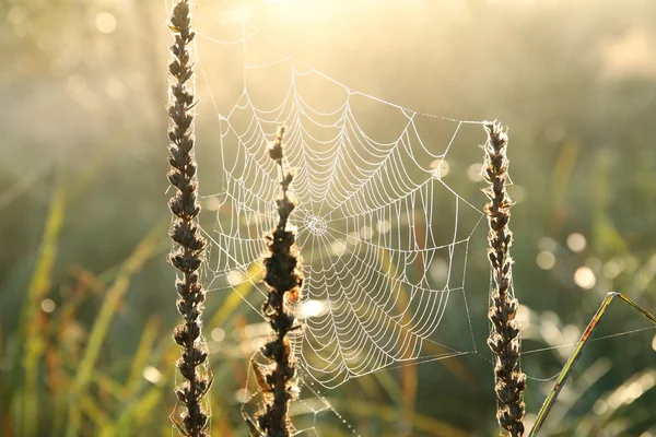 日の出のクモの巣 — ストック写真