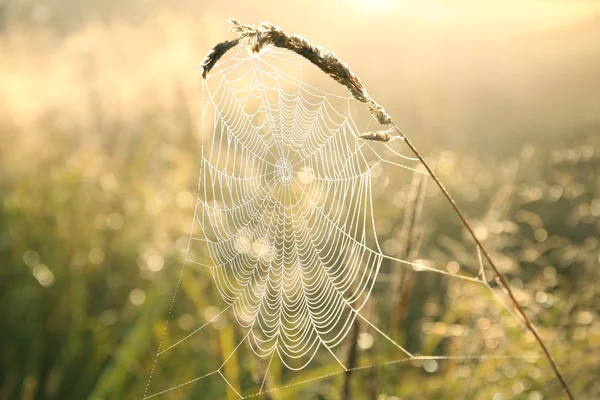 Spider web at dawn — Stock Photo, Image