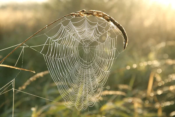 Spinnenweb bij dageraad — Stockfoto