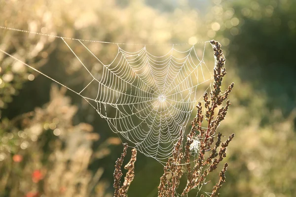 Păianjen web în zori — Fotografie, imagine de stoc