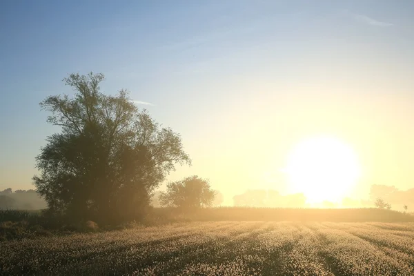 Boom op een mistige ochtend — Stockfoto