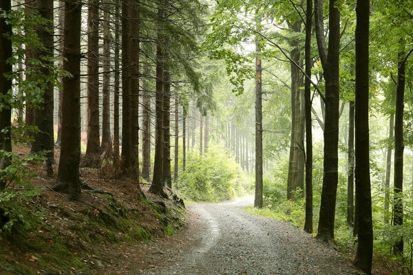 Forest trail in the misty autumn morning