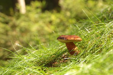 Closeup of mushroom clipart