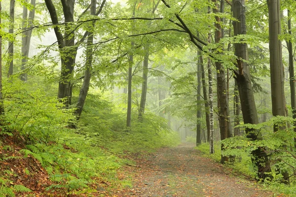 Floresta de faia no início do outono no nevoeiro — Fotografia de Stock