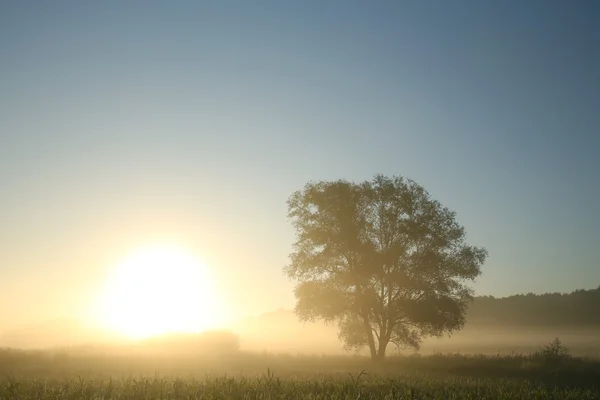 Willow tree at dawn — Stock Photo, Image