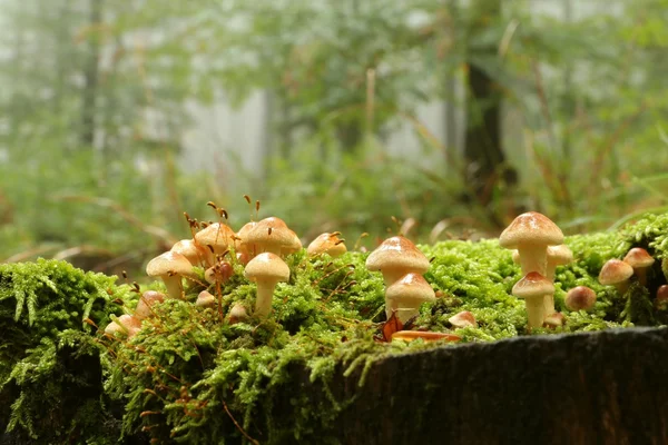 Mushrooms on a tree on the forest background — Stock Photo, Image