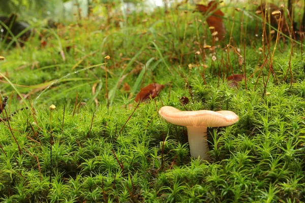 Mushroom — Stock Photo, Image