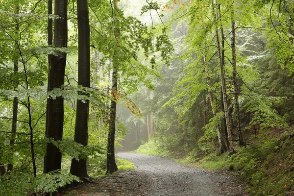 Camino del bosque — Foto de Stock
