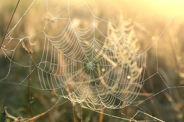 Sieć pajęcza — Zdjęcie stockowe