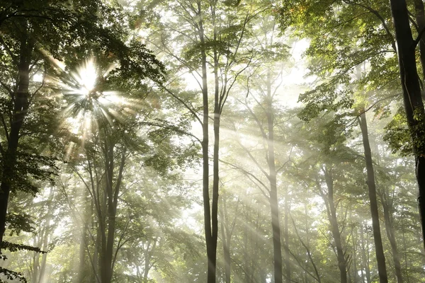 Bosque de otoño al amanecer — Foto de Stock