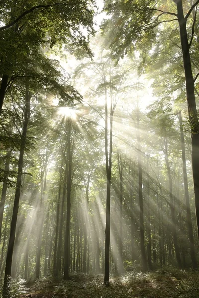 Herfst bos bij dageraad — Stockfoto