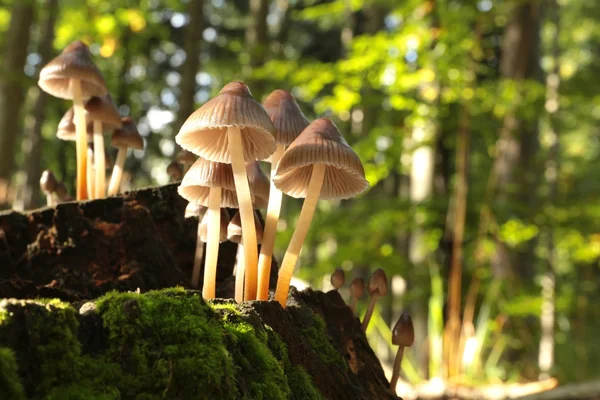 Mushrooms on a tree stump — Stock Photo, Image