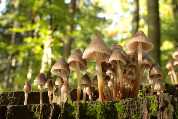 Mushrooms on a tree stump — Stock Photo, Image