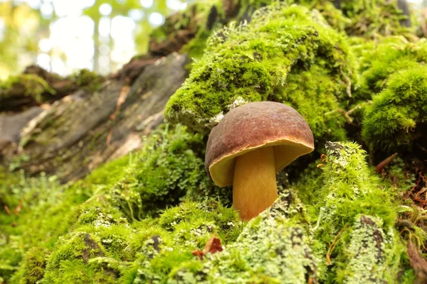 Closeup of mushroom in the forest — Stock Photo, Image