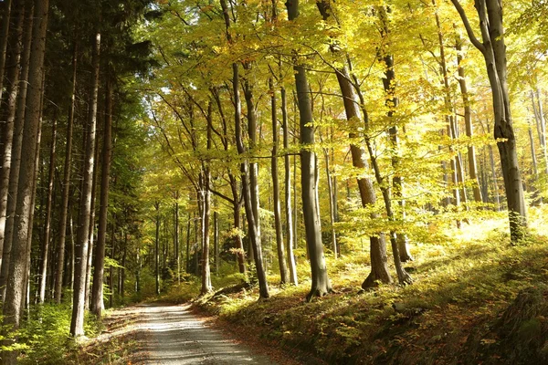 Sentiero nella foresta autunnale — Foto Stock