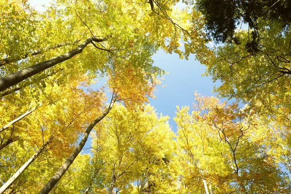 Autumn beech forest — Stock Photo, Image